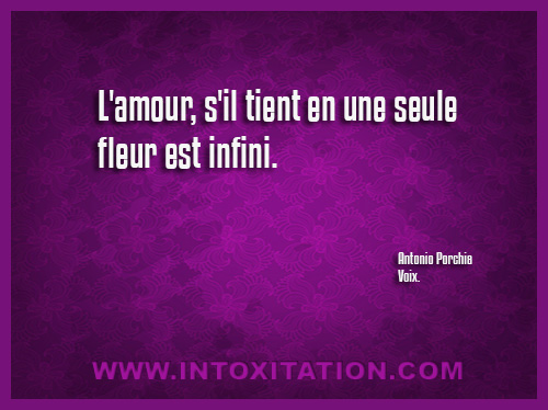 phrase l amour